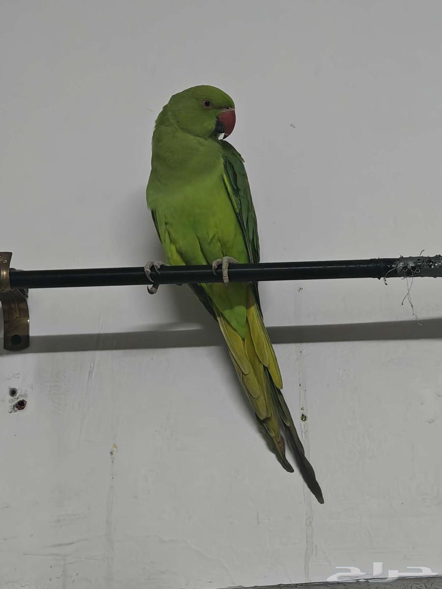 درة للبيع64573783042562113