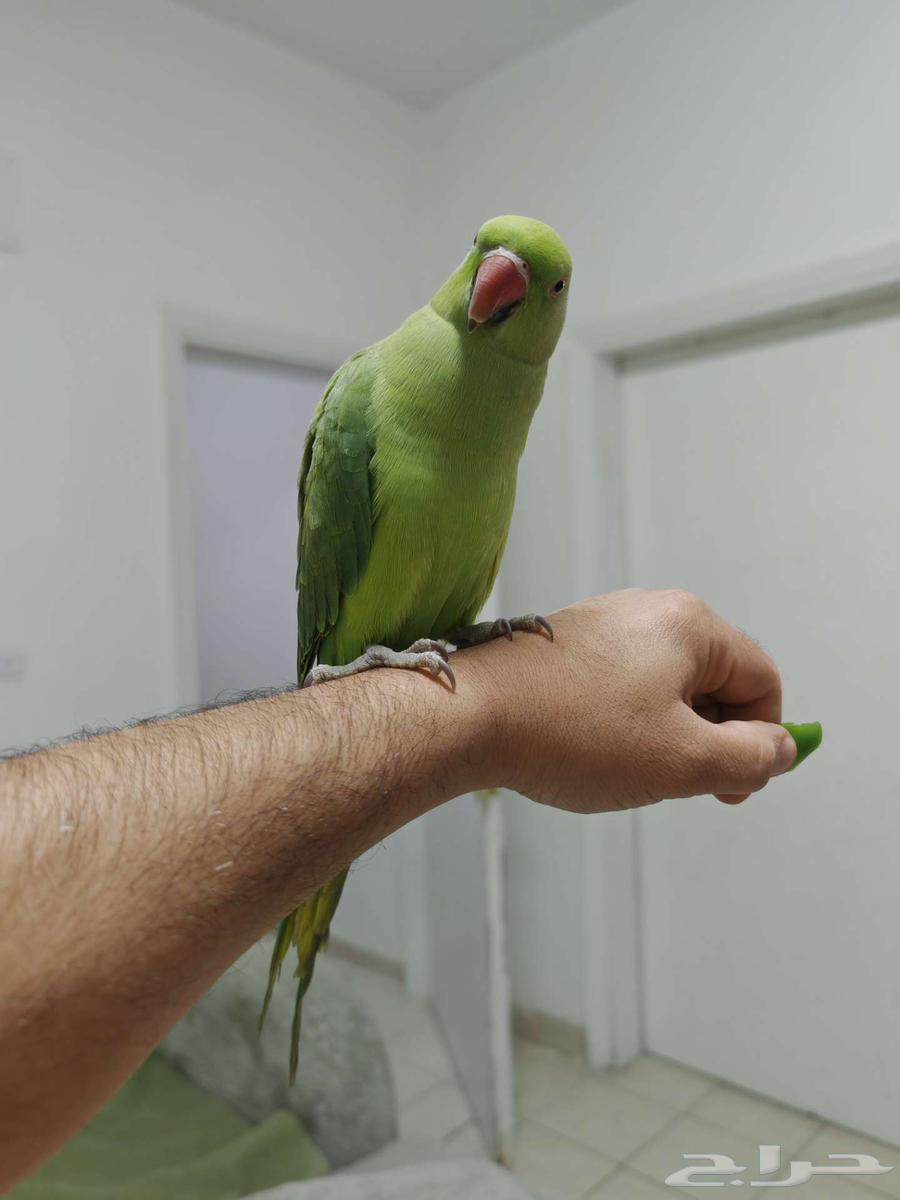 درة للبيع64573783042562110