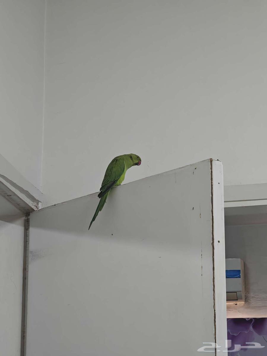 درة للبيع64573783042562112