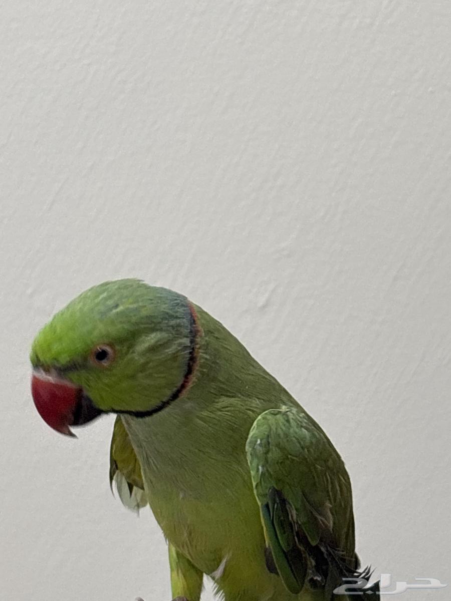 ببغاء درة للبيع مستعجل64573839032834110