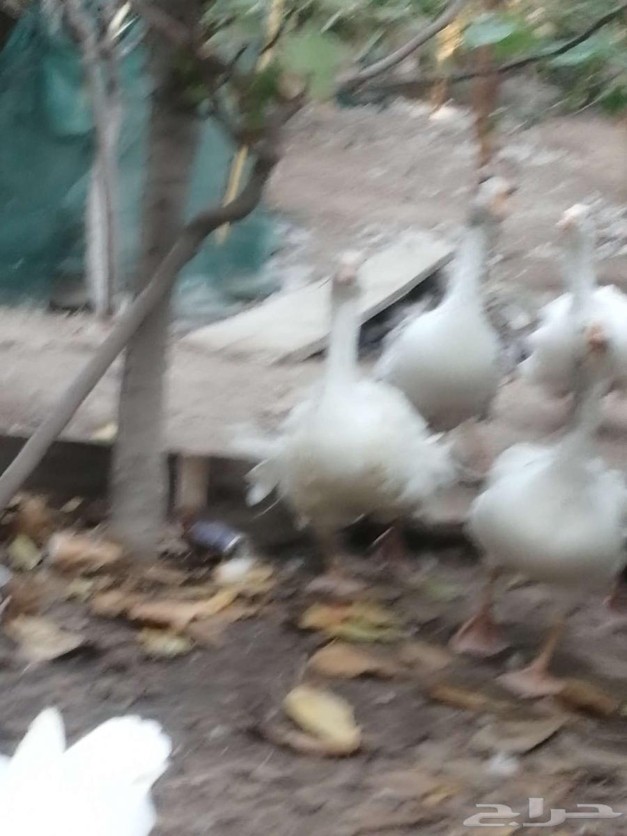 وز هجين مفتل سيباستبول64575140528386110