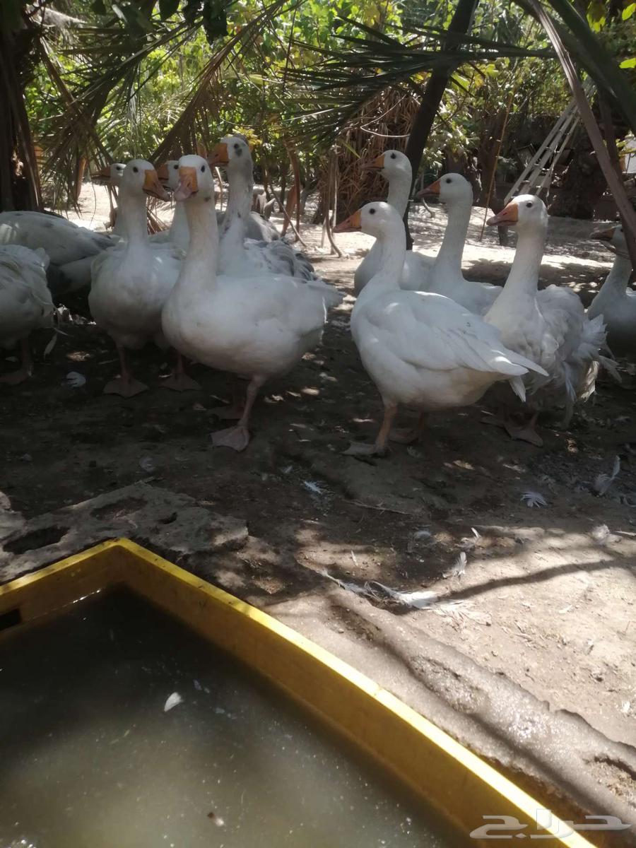 وز هجين مفتل سيباستبول64575140528386112