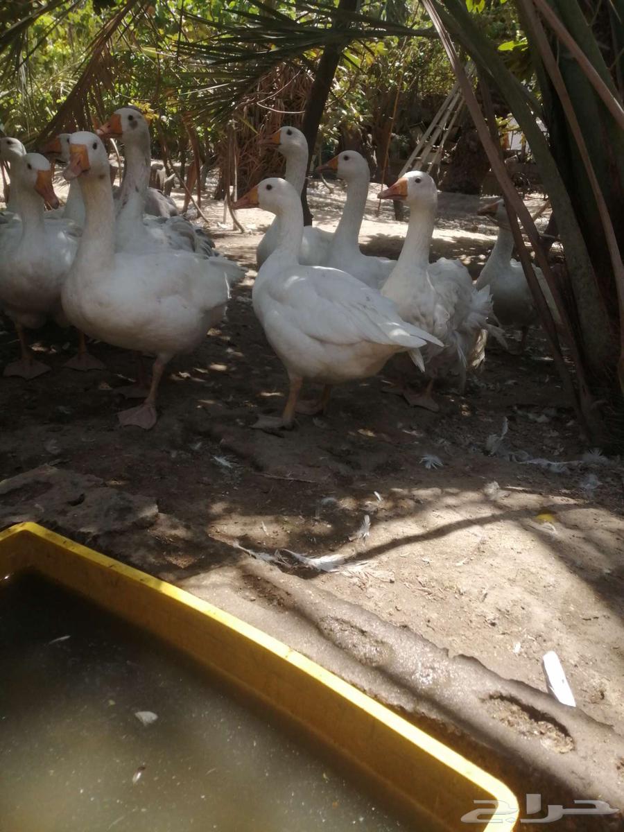 وز هجين مفتل سيباستبول64575140528386113