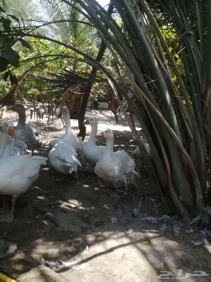 وز هجين مفتل سيباستبول64575140528386114