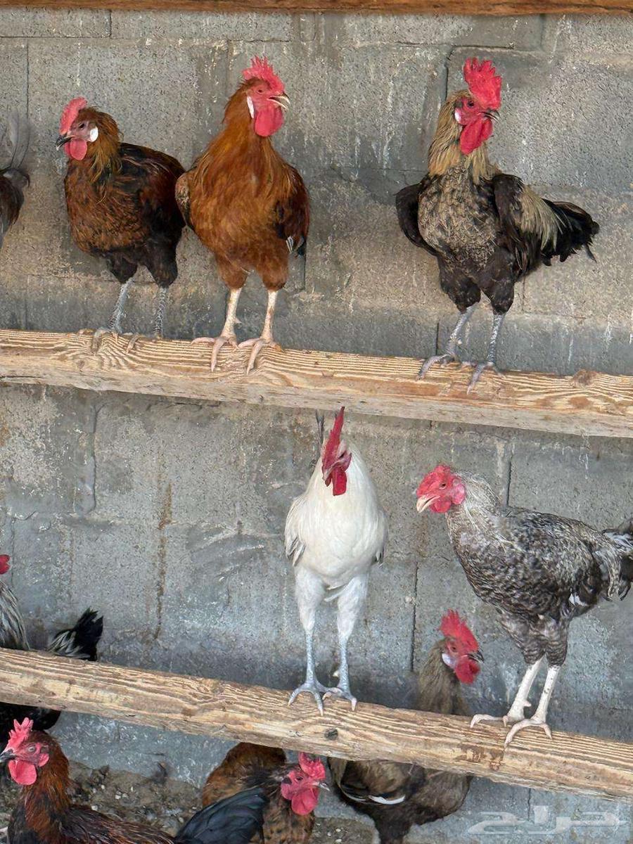 ديوك مشكلة تركي وفيومي للبيع64576715280515111