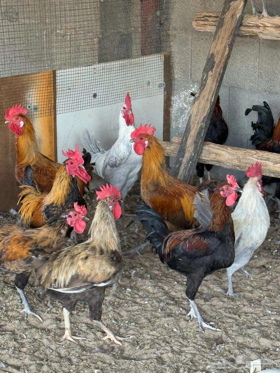 ديوك مشكلة تركي وفيومي للبيع64576715280515112