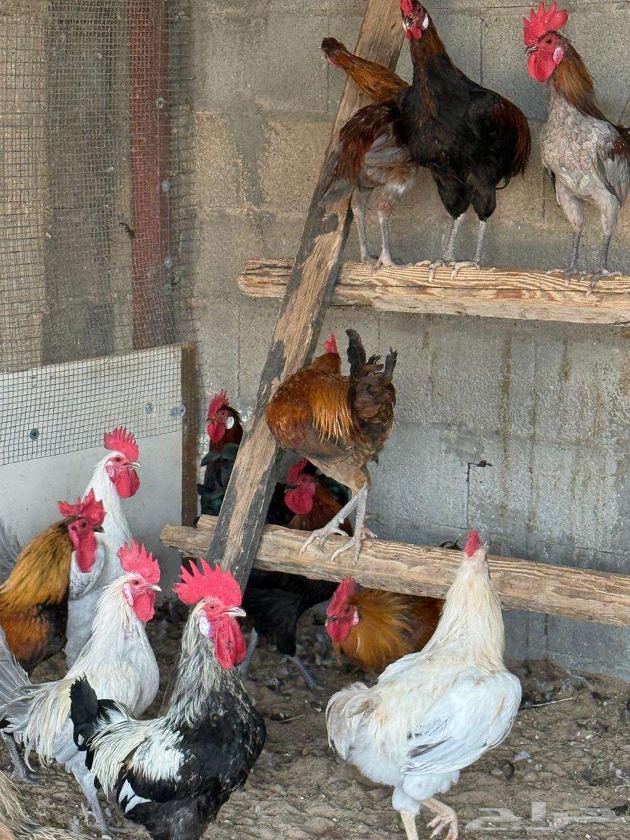 ديوك مشكلة تركي وفيومي للبيع64576715280515113