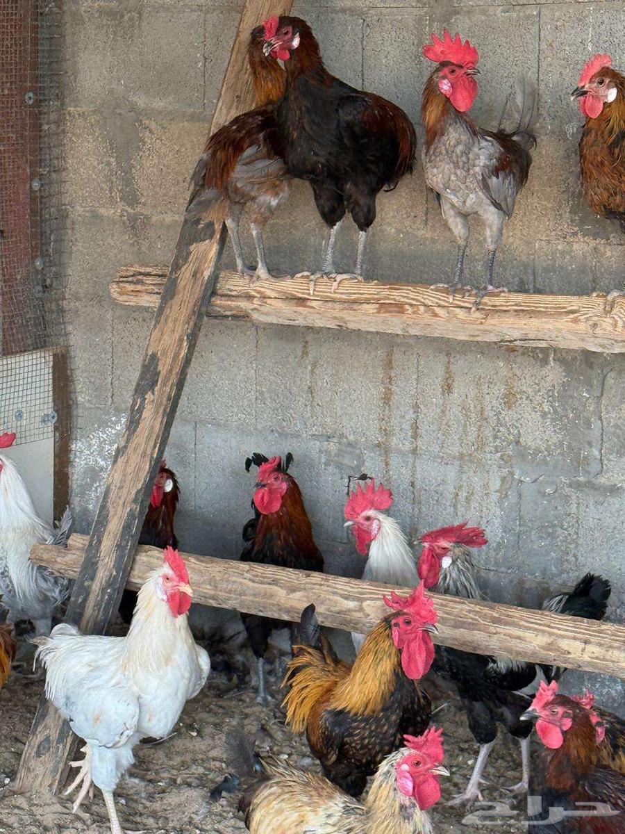 ديوك مشكلة تركي وفيومي للبيع64576715280515110