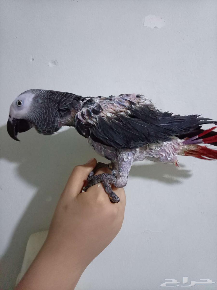 انثي بكاسكو متكلمه واليفه محلله بشهاده بدل بامازوني او بيع64577866249345110