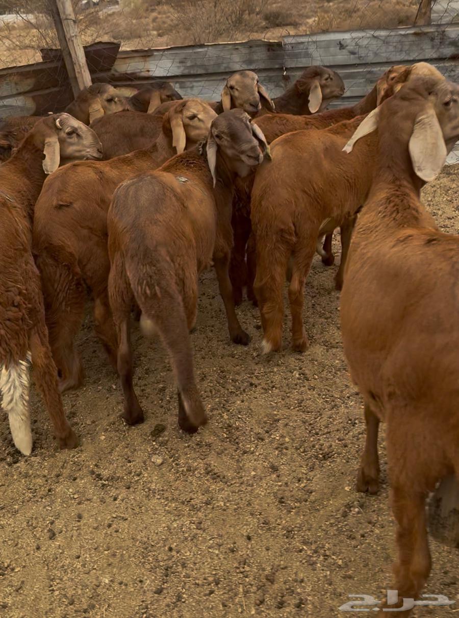 ذبايح طليان حري سواكن مع الذبح والتوصيل64575056226946110