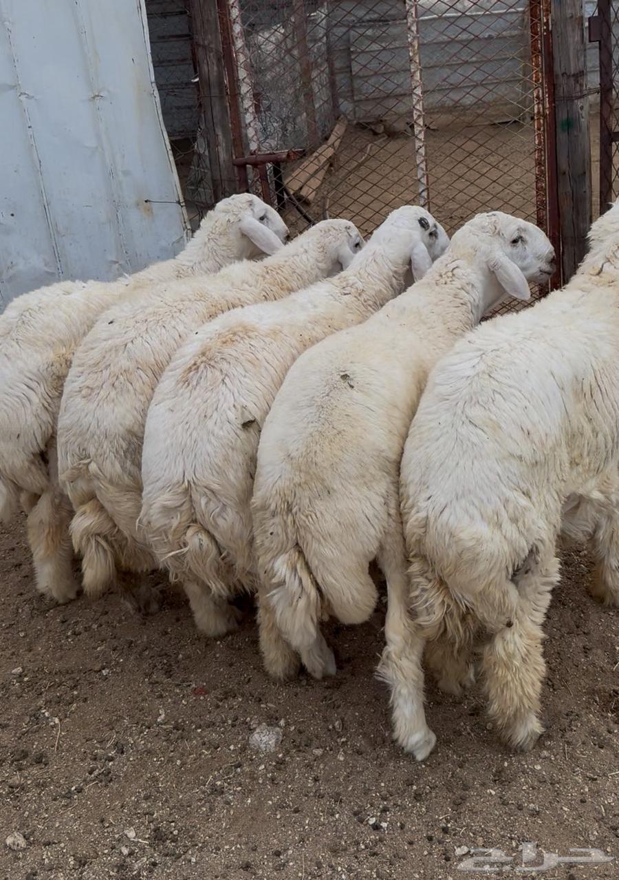 ذبايح طليان حري سواكن مع الذبح والتوصيل64575056226946111