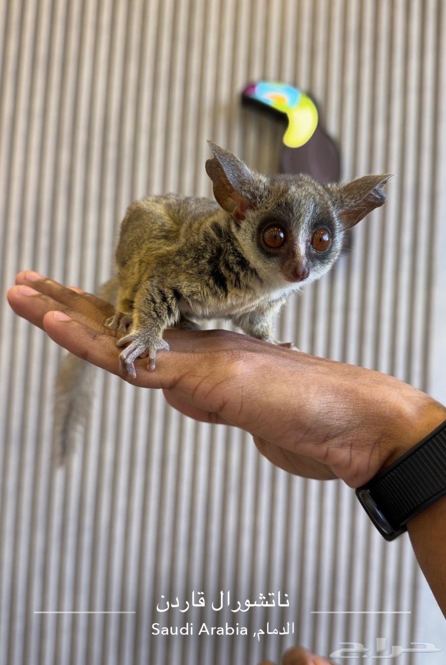 بوش بيبي لعشاق النوادر والجمال64575904709251110