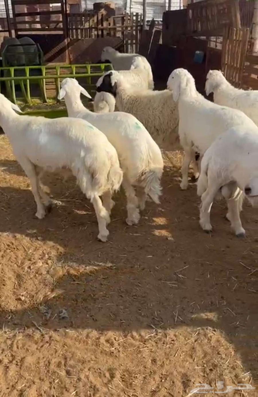 طليان للبيع حريات64573221198978112