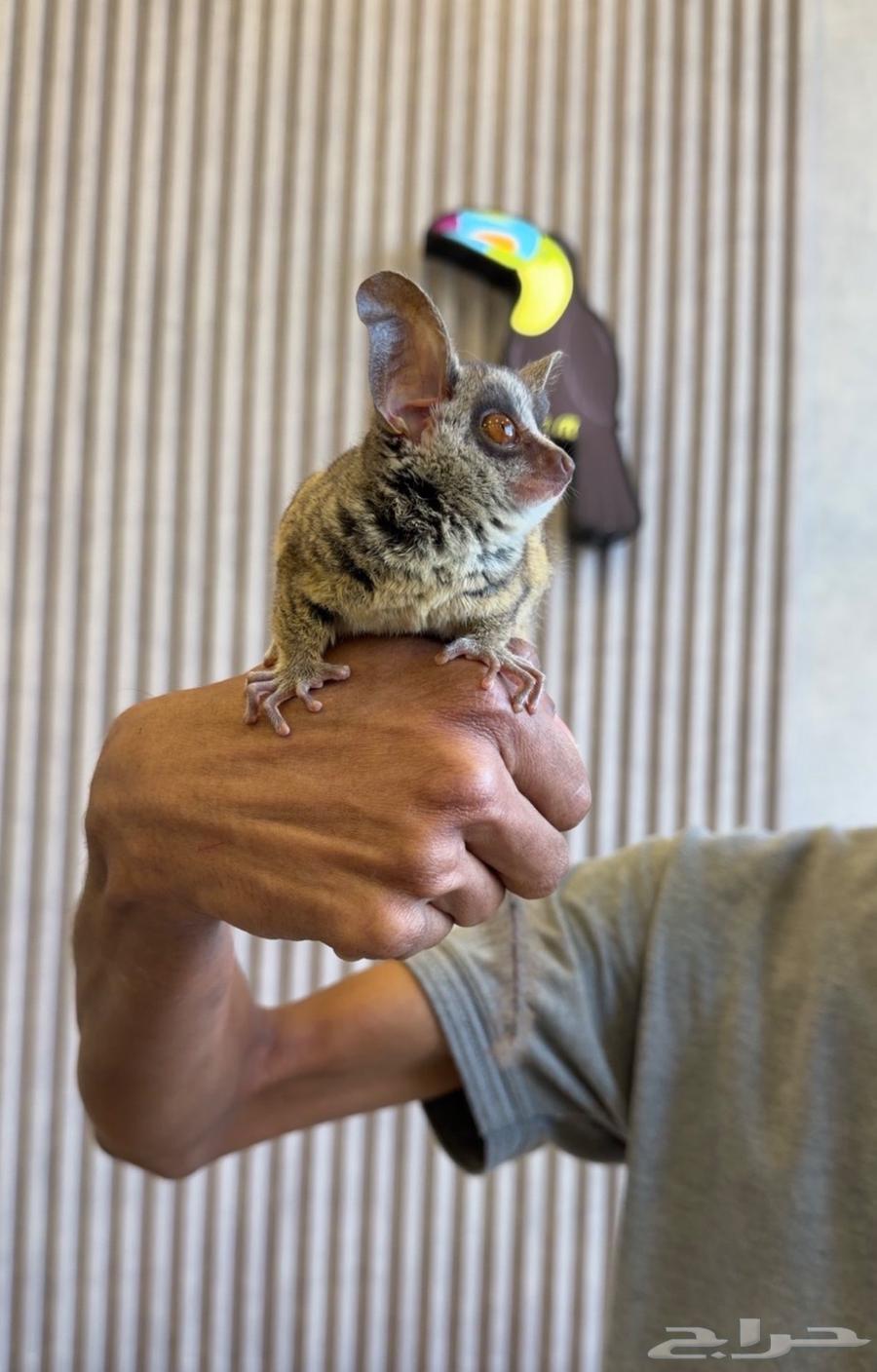 بوش بيبي لعشاق النوادر والجمال64575904709251111