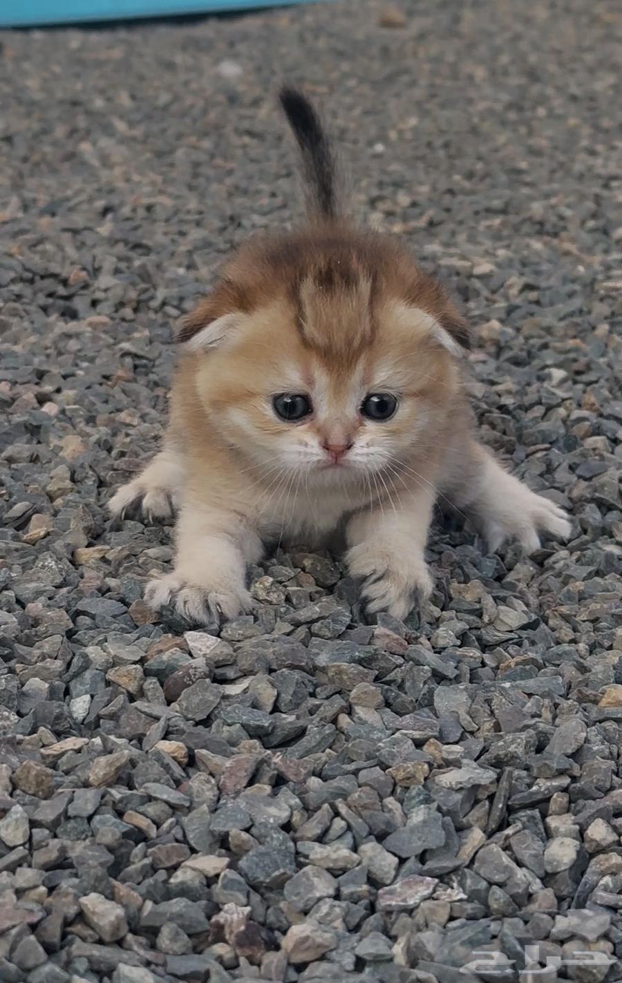 سكوتش قولد فولد vip تم البيع64572424157185111