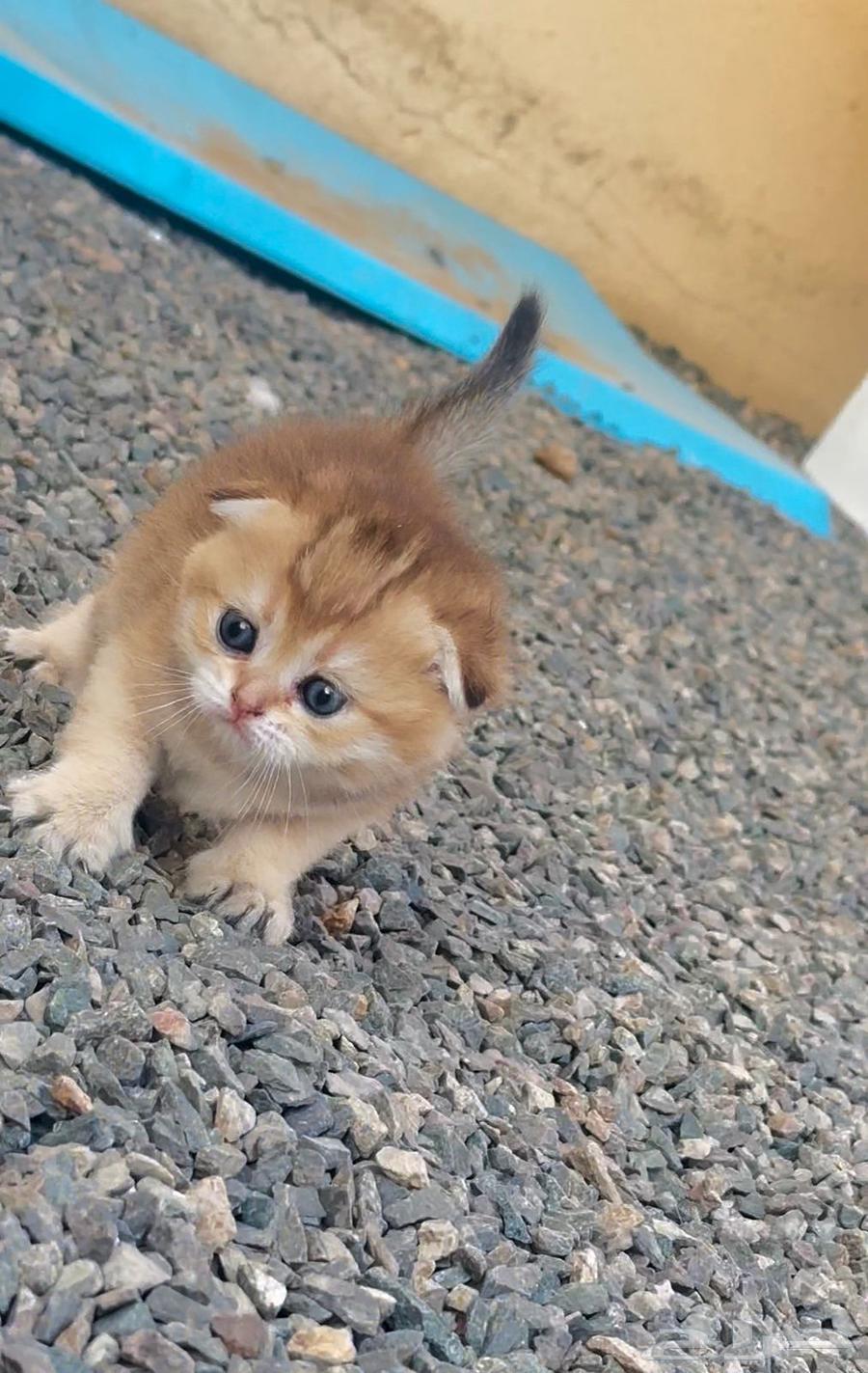 سكوتش قولد فولد vip تم البيع64572424157185113