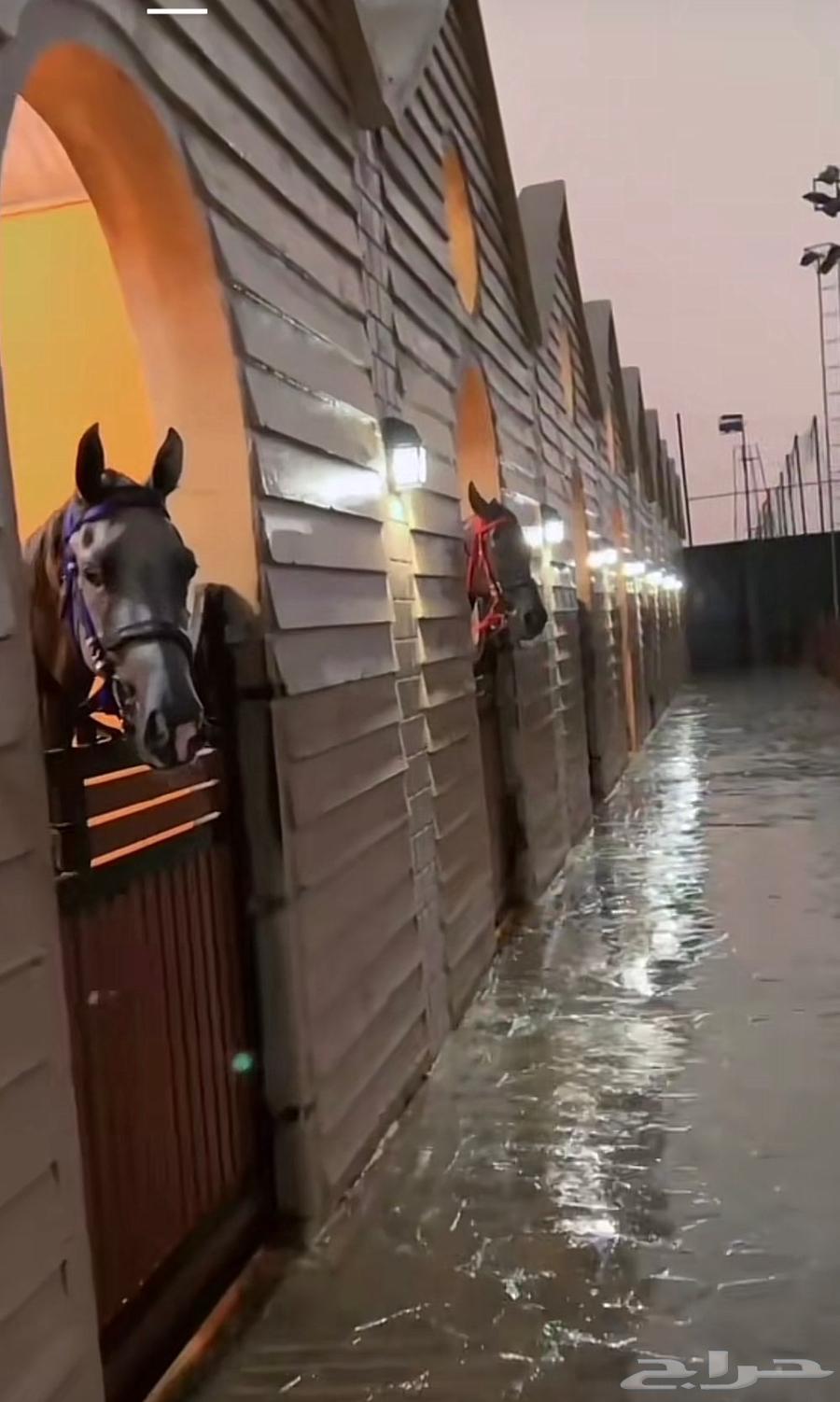 عرض اشتراك في اكاديمية سارة للخيل نادي الفروسية للنساء64577656968706113