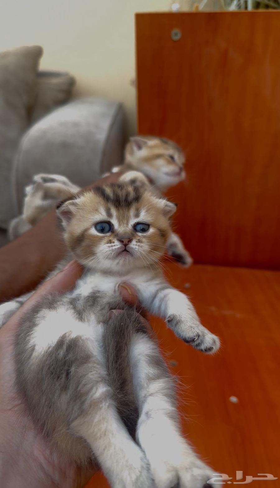 سكوتش قولد فولد vip تم البيع64572424157185112