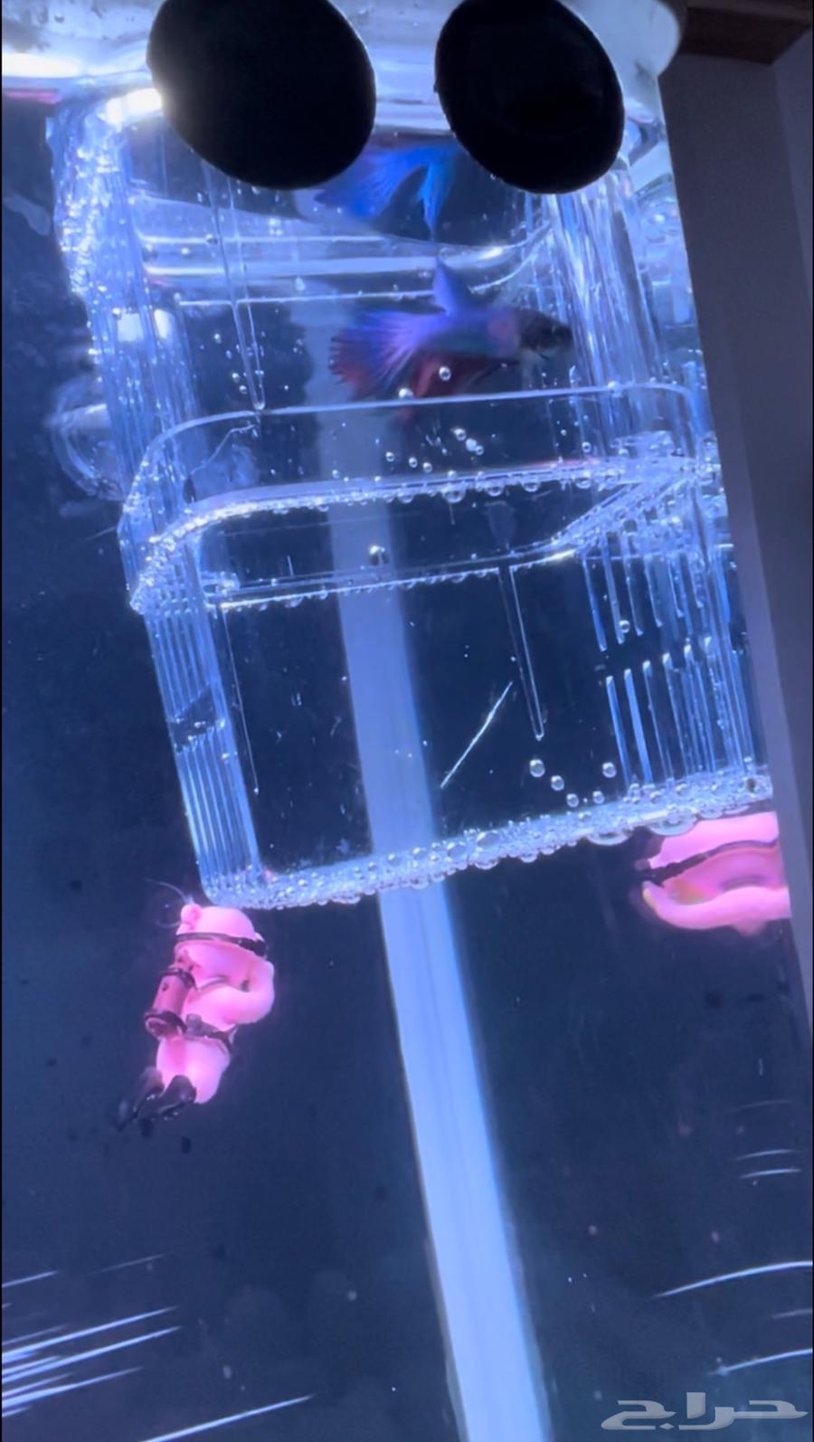 حوض سمك بكامل ملحقاته بدون سمك64572564609153114