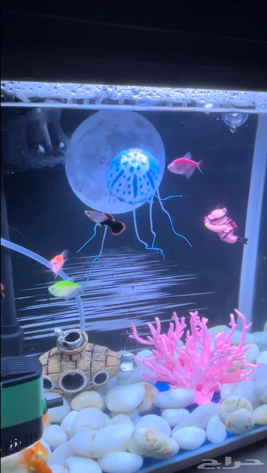 حوض سمك بكامل ملحقاته بدون سمك64572564609153112