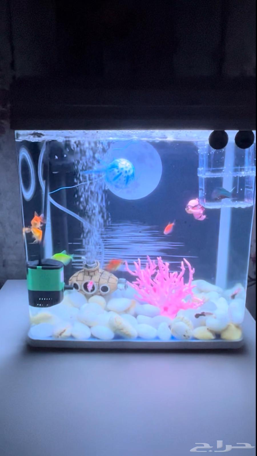 حوض سمك بكامل ملحقاته بدون سمك64572564609153110