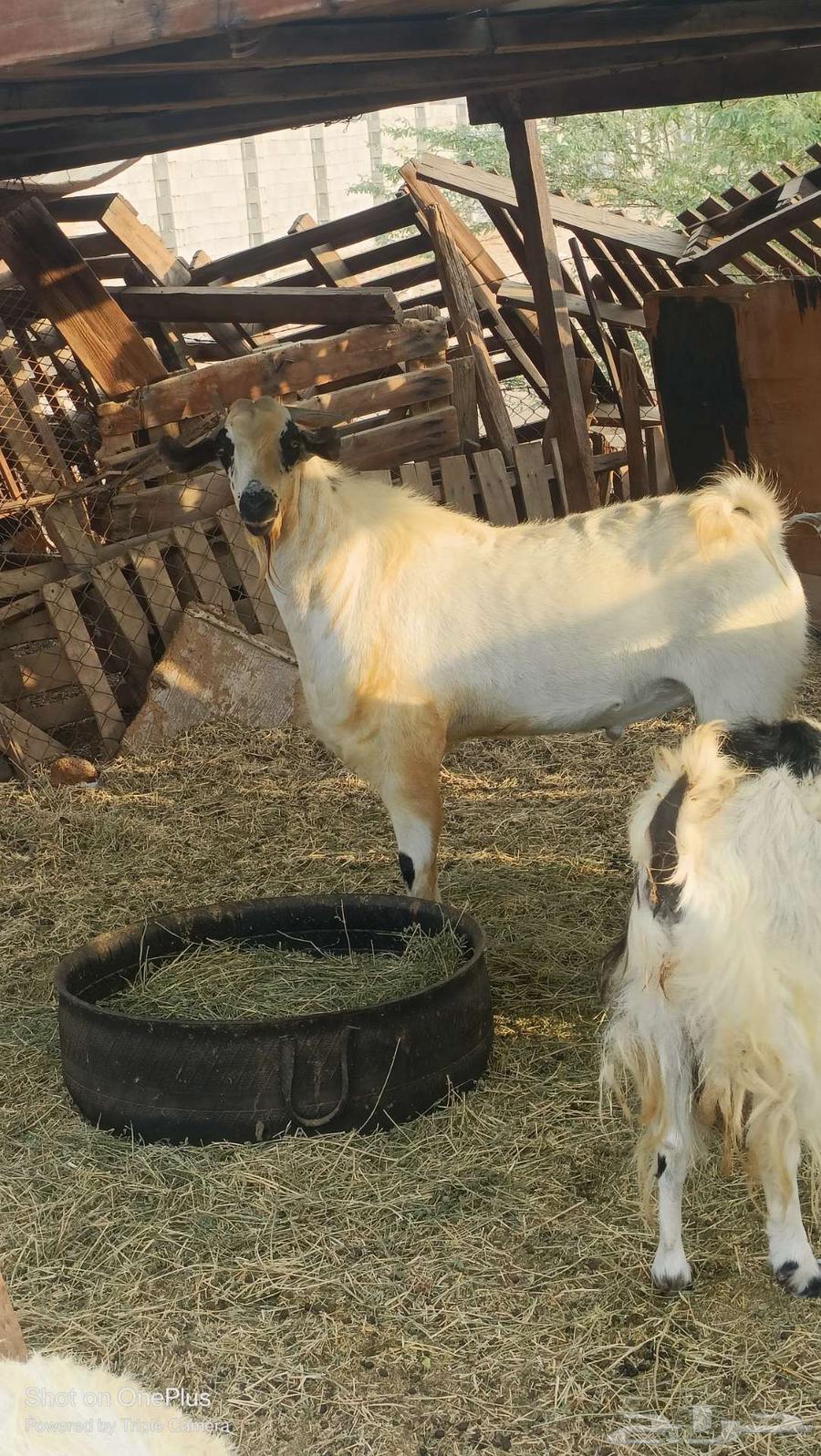 تيس بيشي فاخر تم البيع64574089182081110