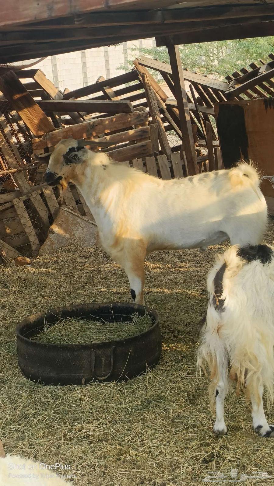 تيس بيشي فاخر تم البيع64574089182081111