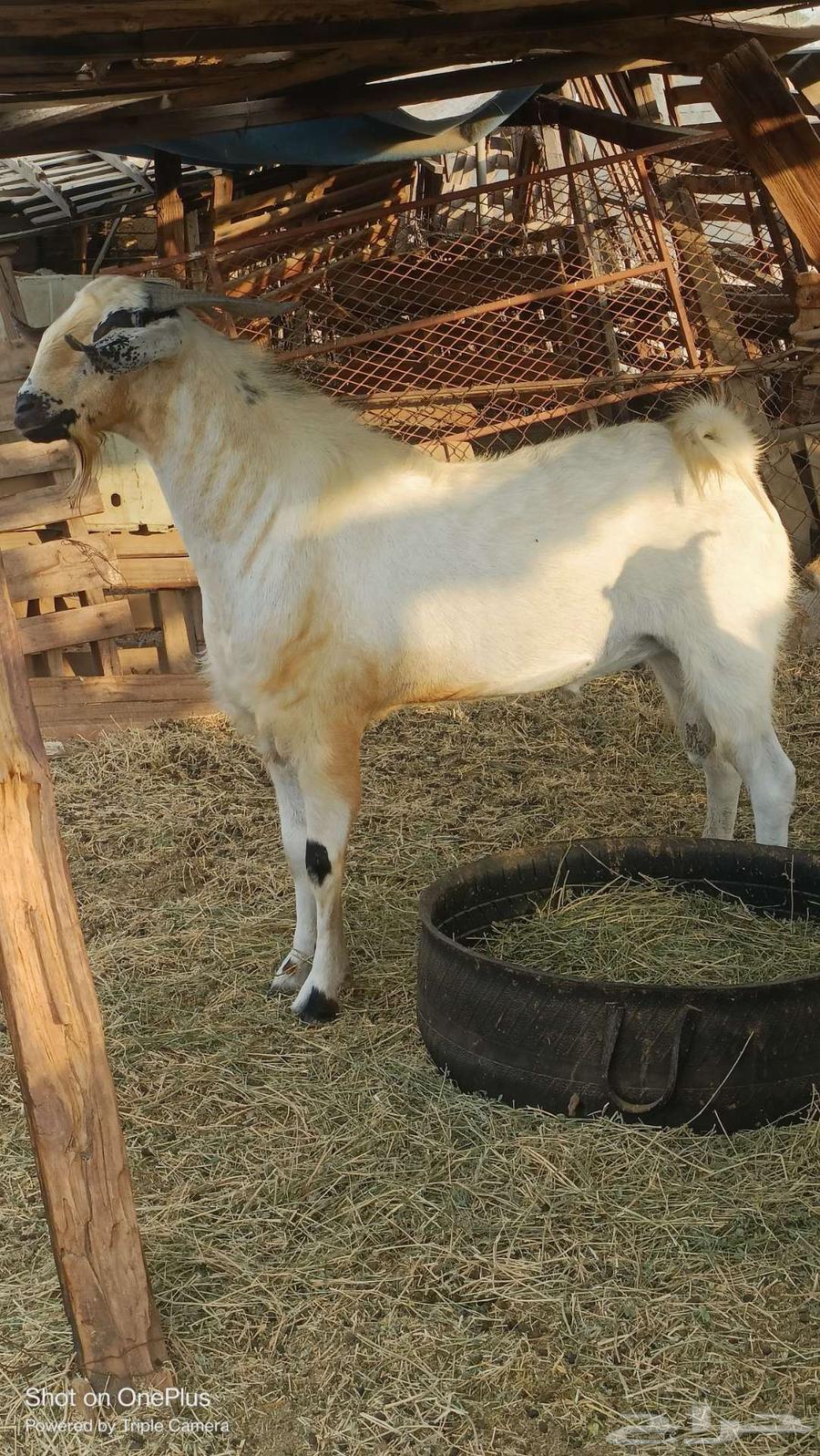 تيس بيشي فاخر تم البيع64574089182081112