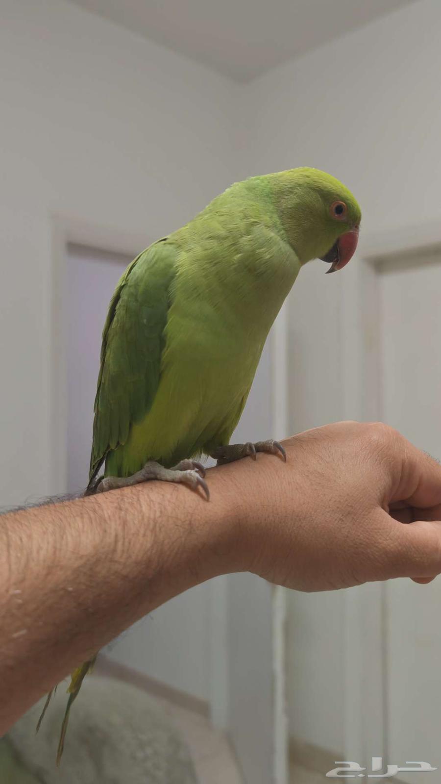 درة للبيع64573783042562111