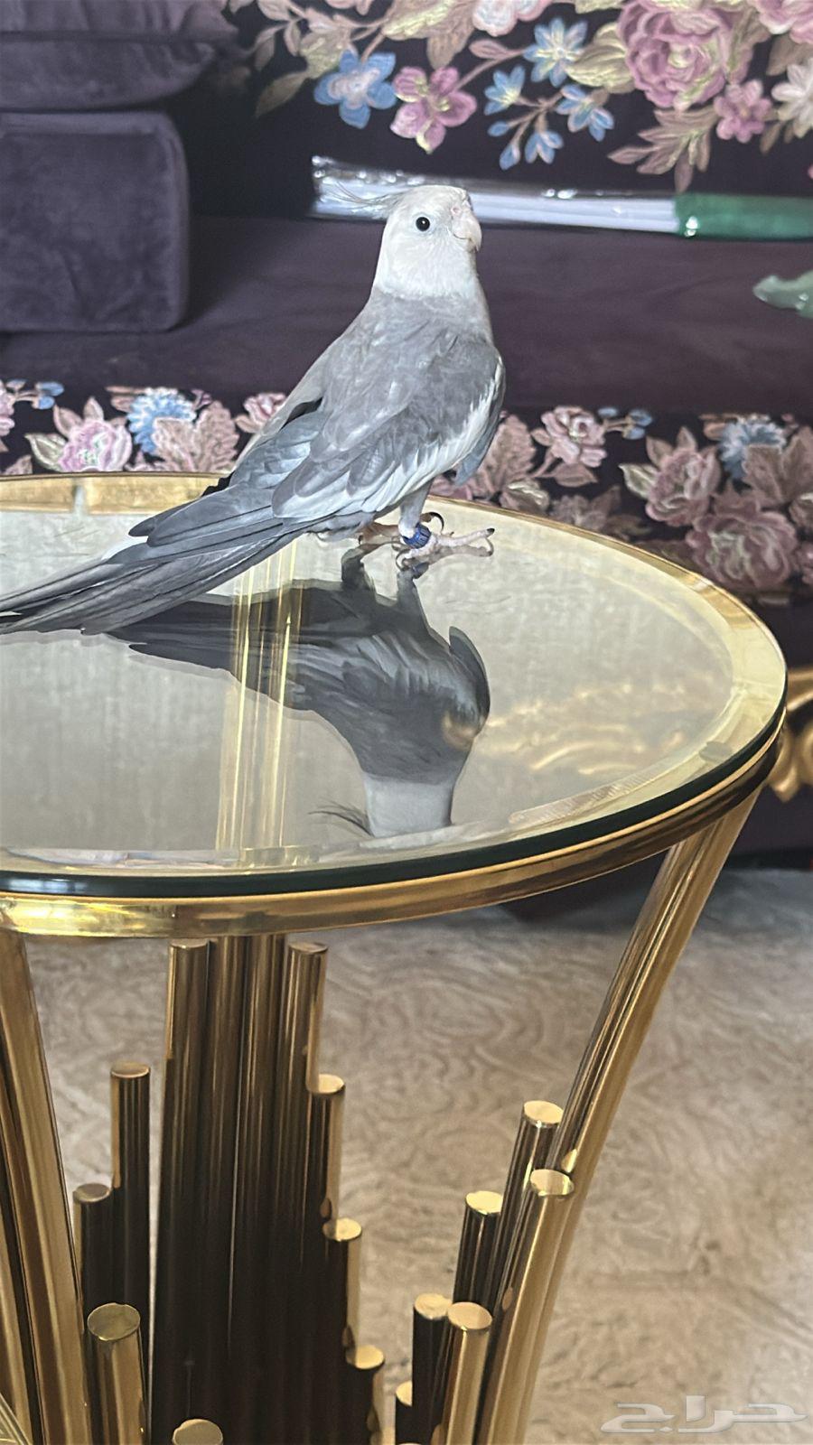 كرون اليف متكلم64572410395905110