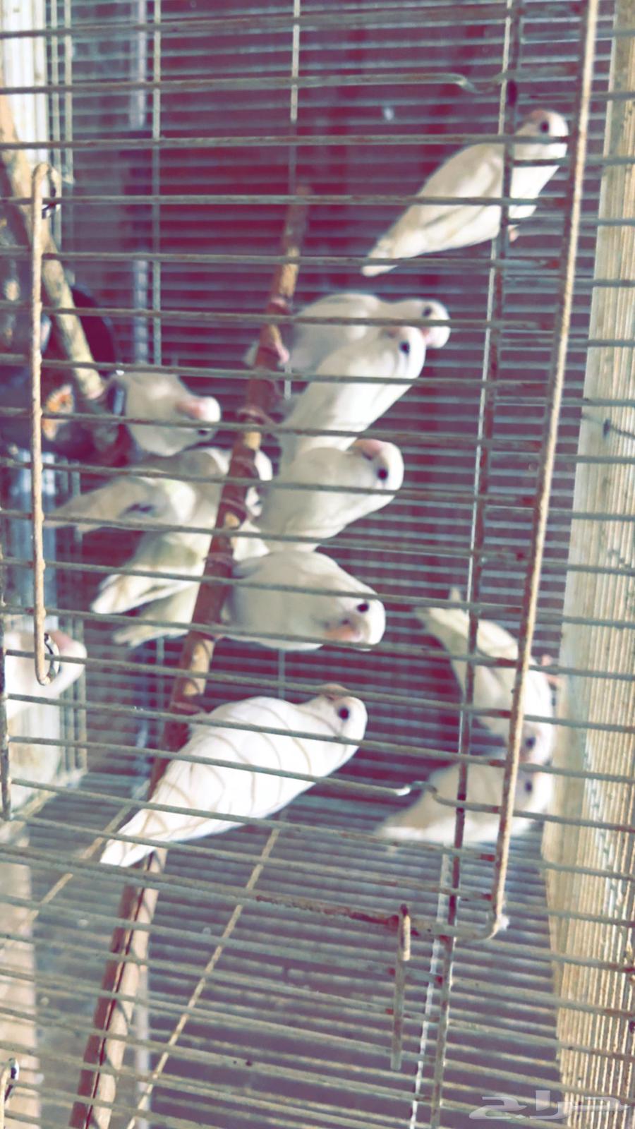 فردات روز البينو13 غير اليفه64578647271297110