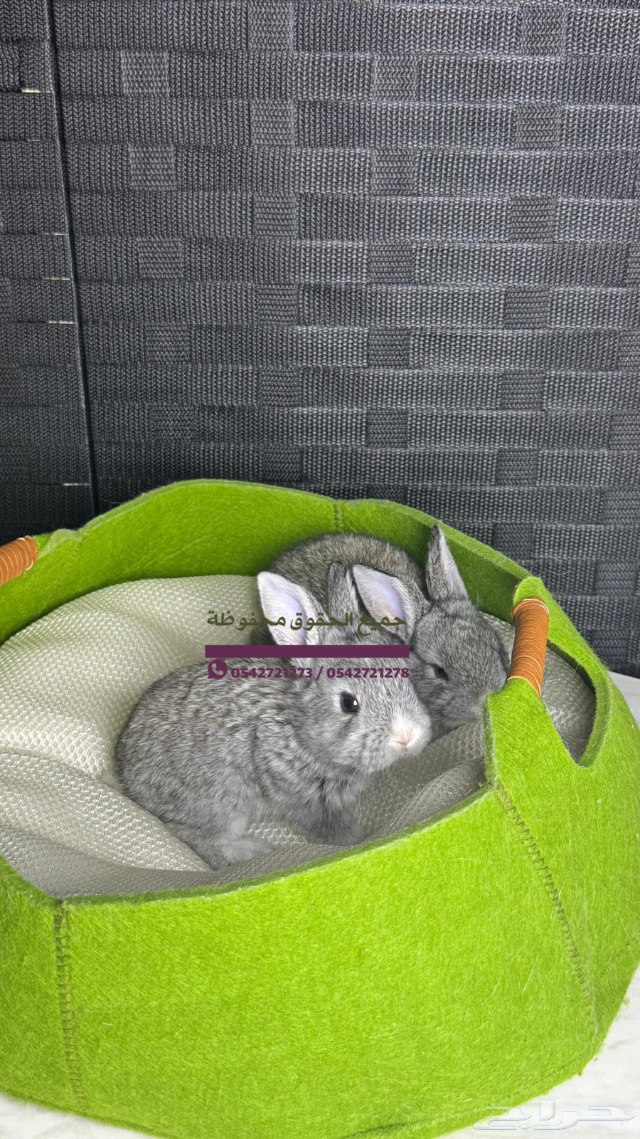 للبيع ارانب هولنديه صغيره64579280135170111