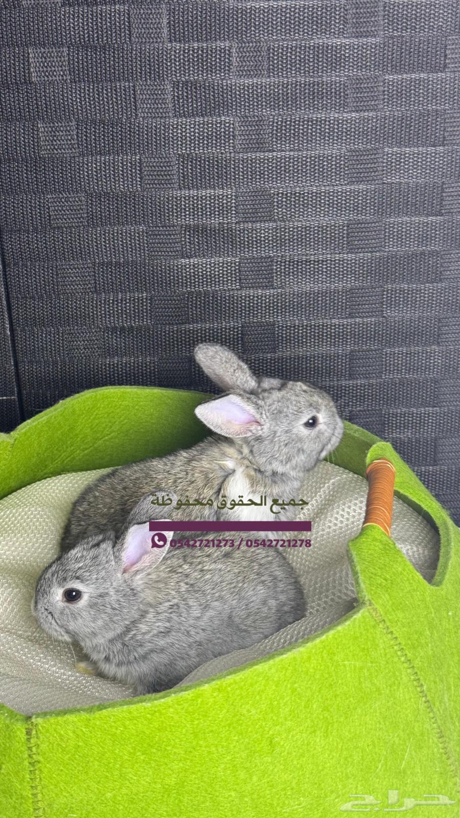 للبيع ارانب هولنديه صغيره64579280135170110