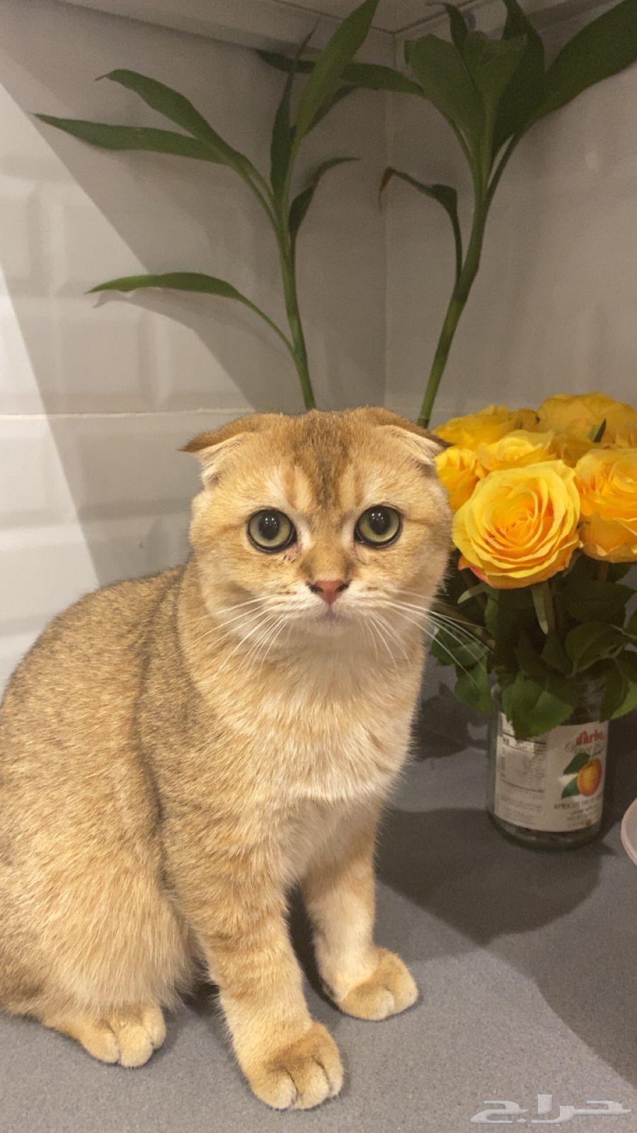 للبيع ذكر سكوتش فولد مع اغراضه64580267819778111