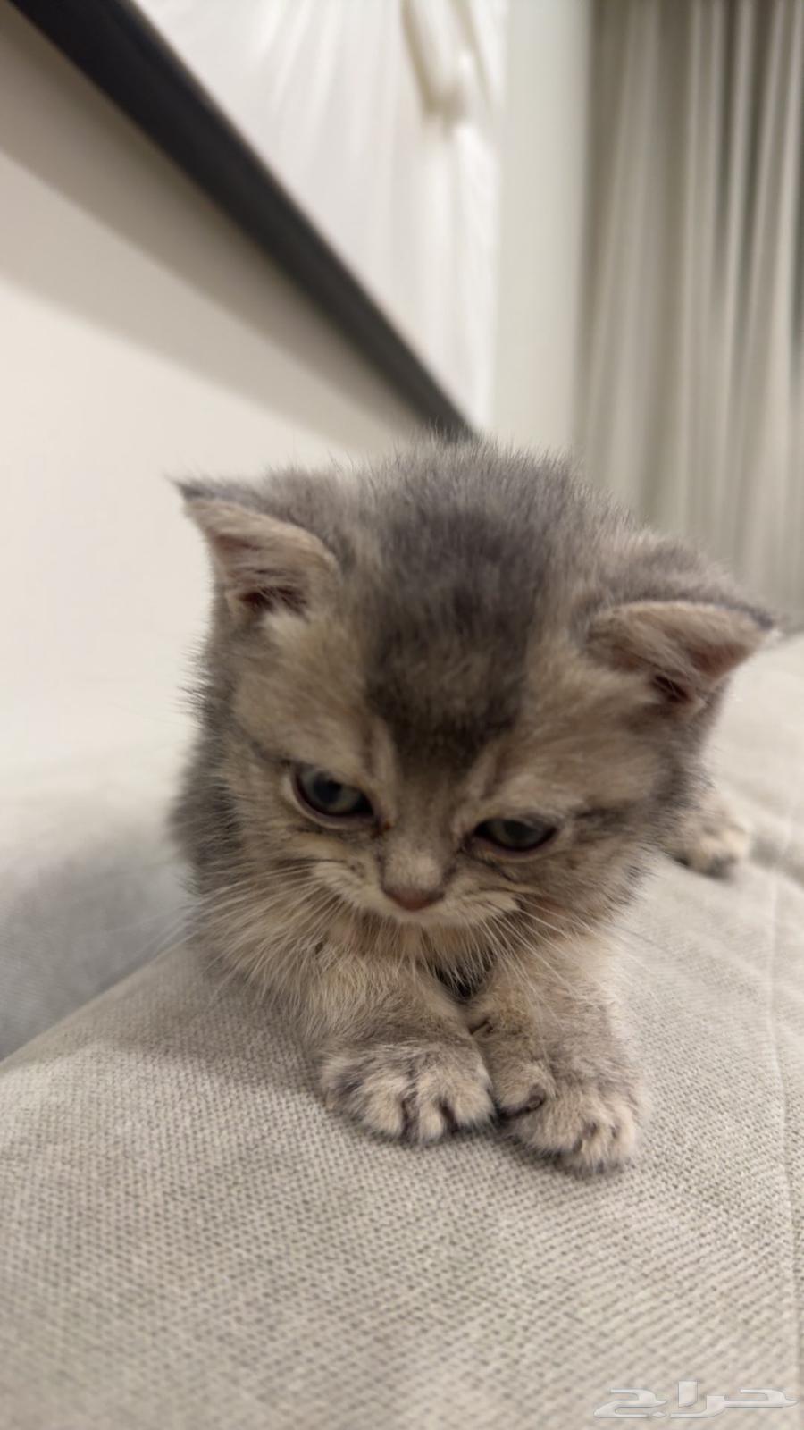 للبيع قطه64580335875585112