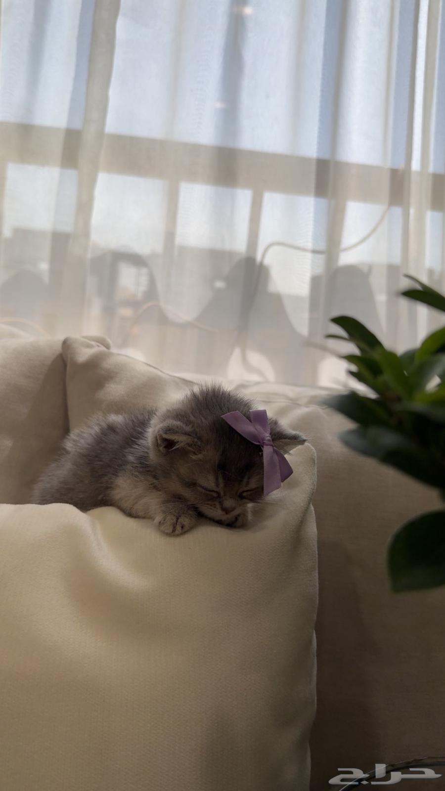 للبيع قطه64580335875585111