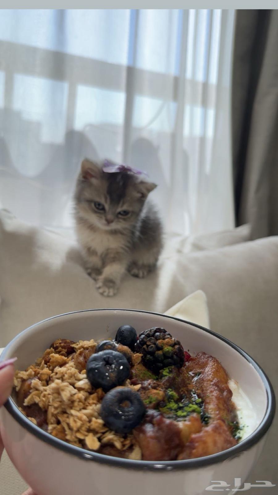 للبيع قطه64580335875585110