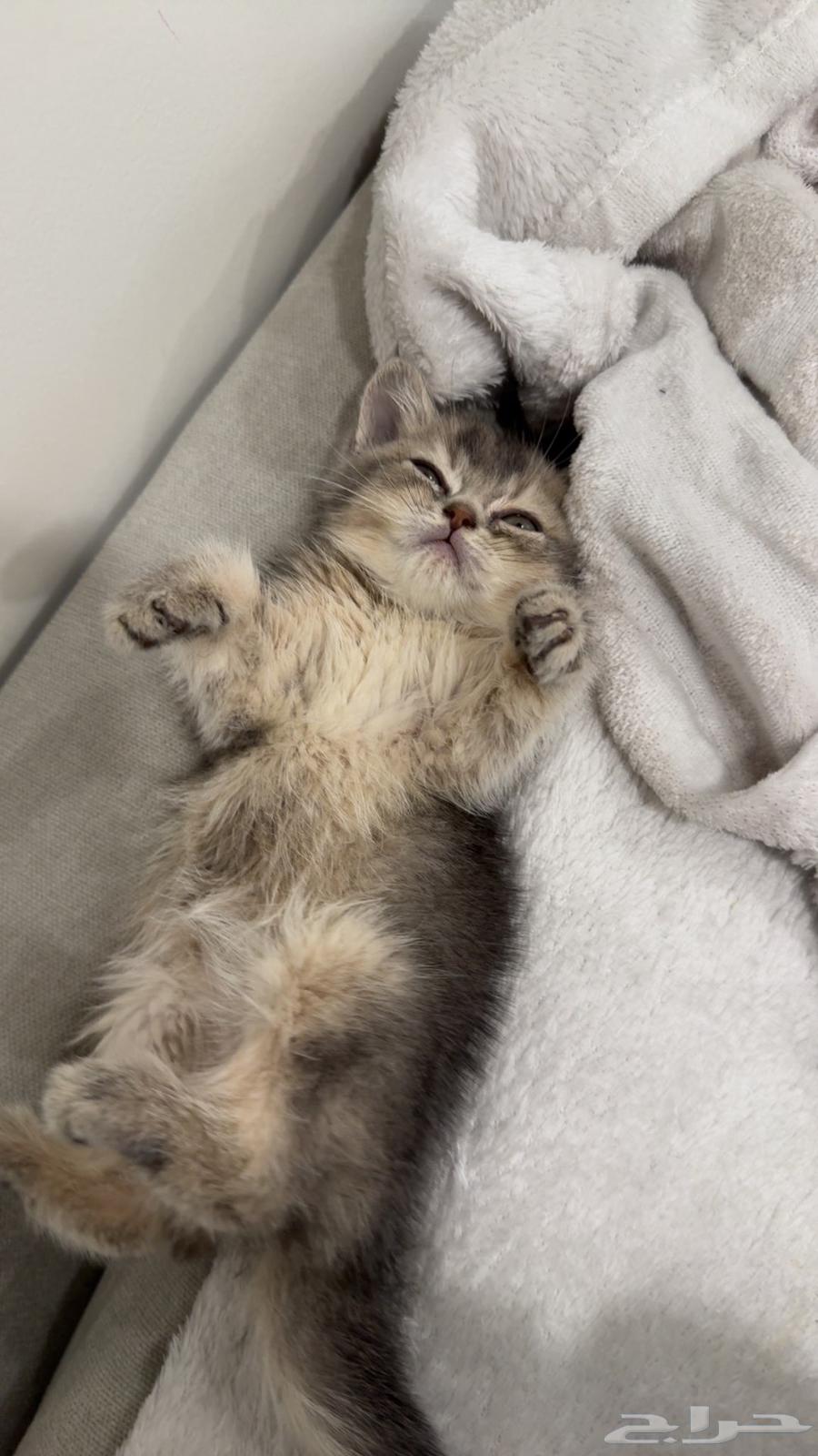 للبيع قطه64580335875585113