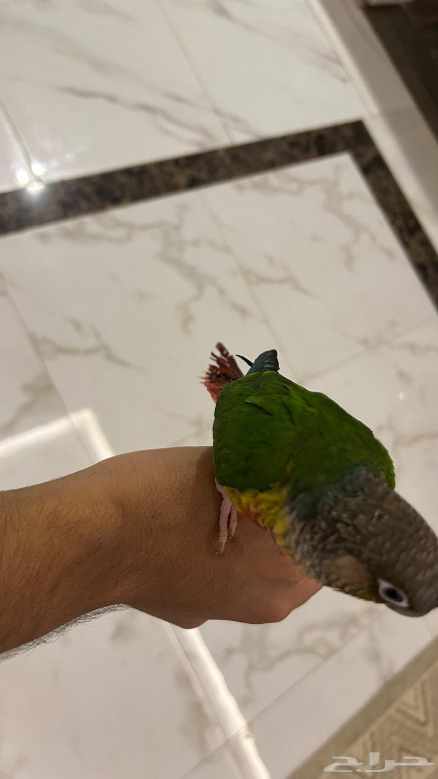 كنيور بلو و كنيور يلو سايد64573193009921111