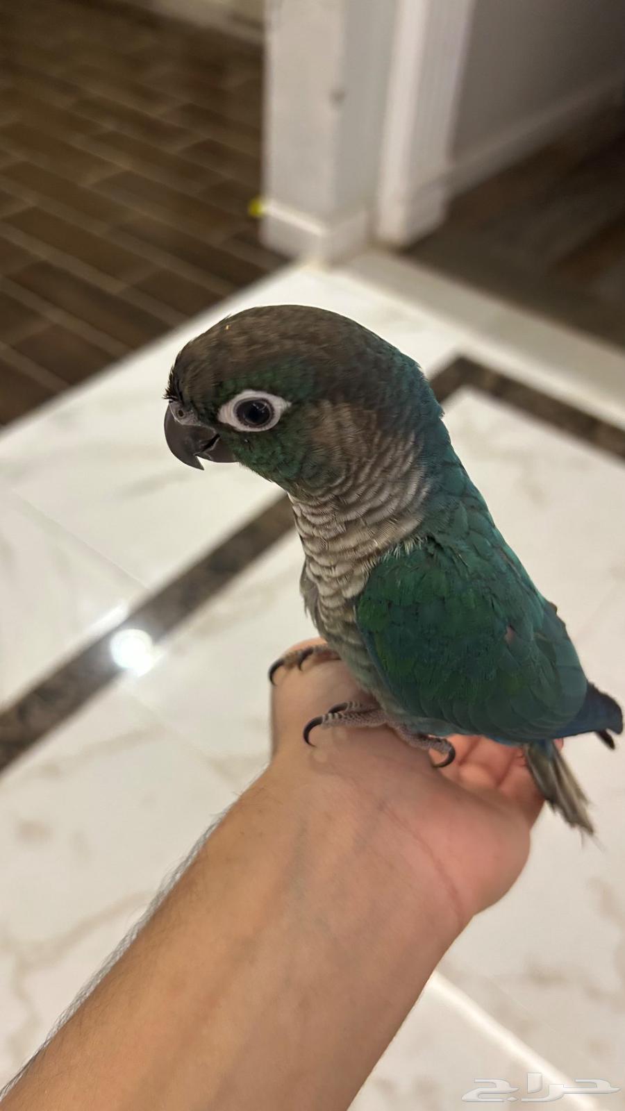 كنيور بلو و كنيور يلو سايد64573193009921113