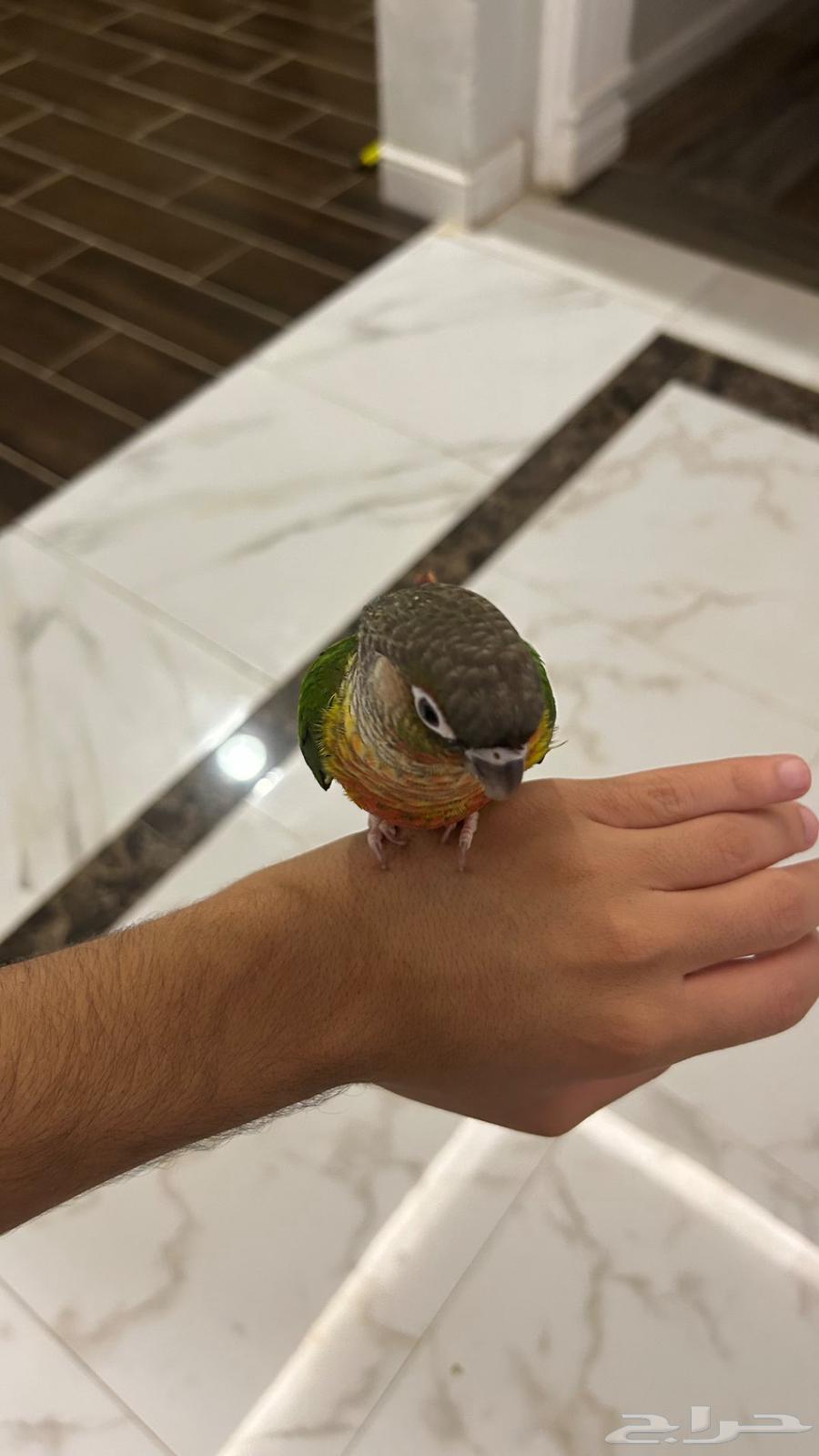 كنيور بلو و كنيور يلو سايد64573193009921110