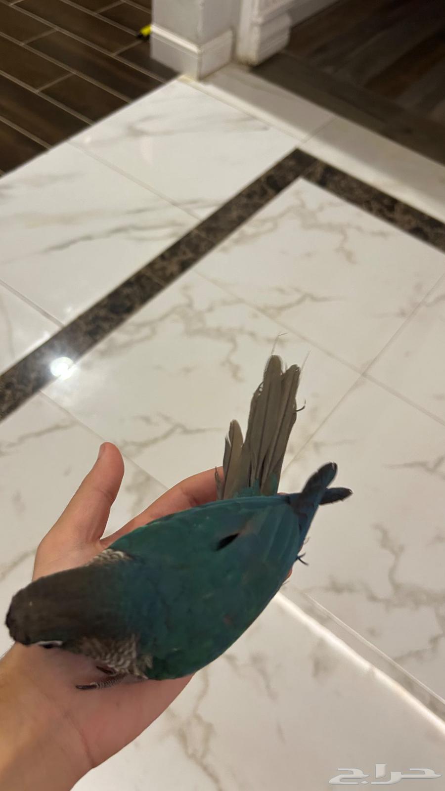 كنيور بلو و كنيور يلو سايد64573193009921112