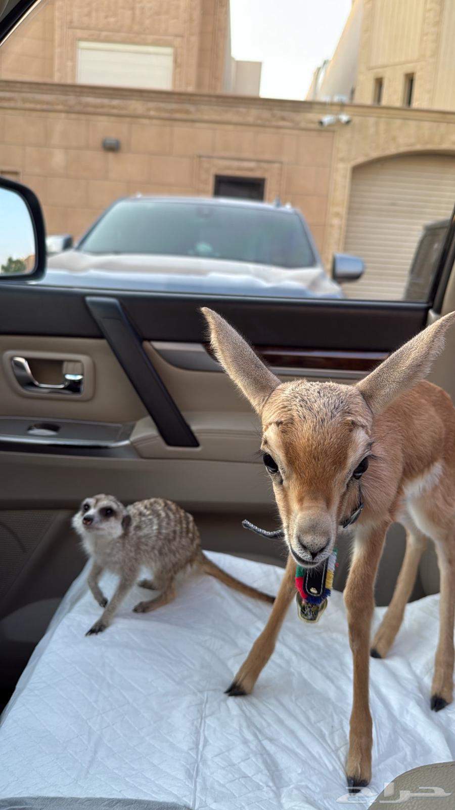 ميركات اليف64573908483457110