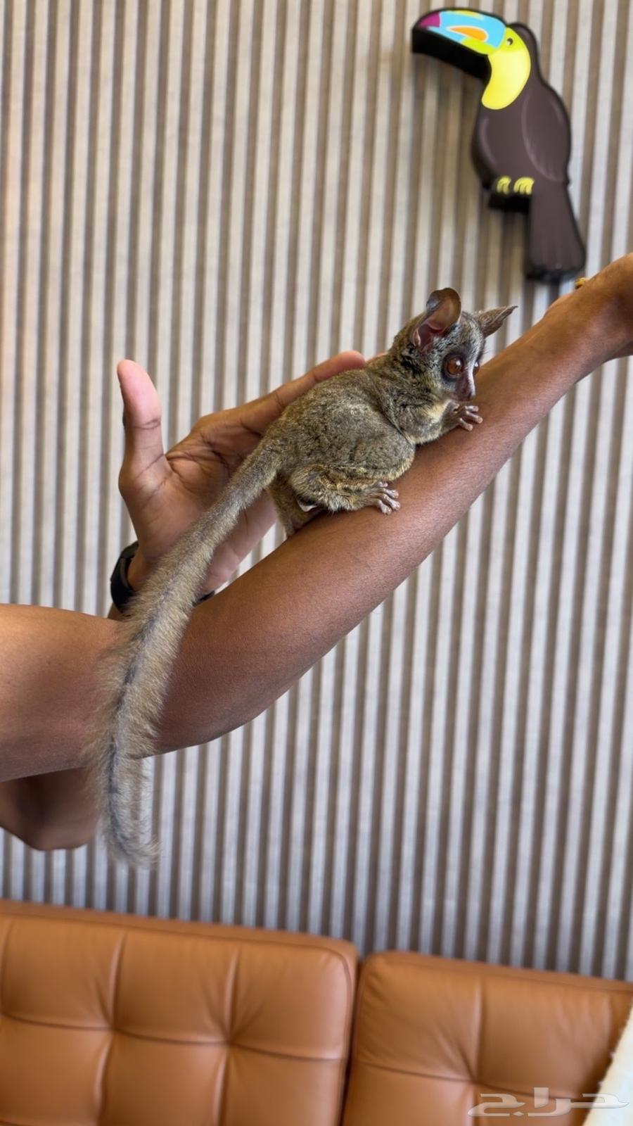 بوش بيبي لعشاق النوادر والجمال64575904709251114