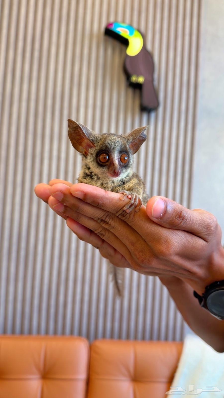 بوش بيبي لعشاق النوادر والجمال64575904709251112