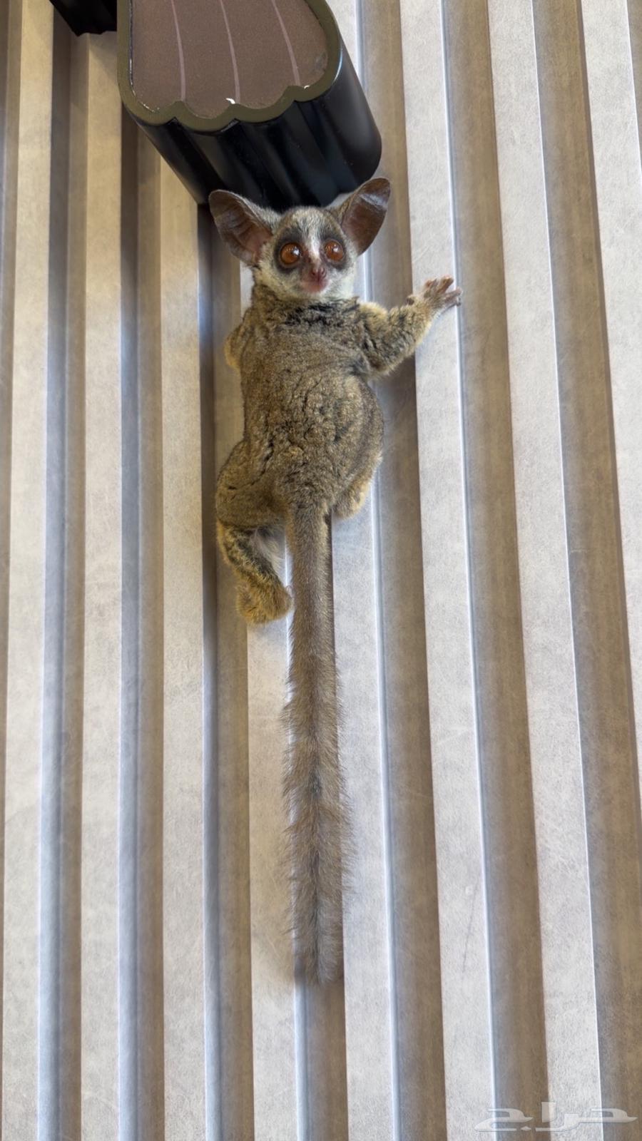 بوش بيبي لعشاق النوادر والجمال64575904709251113