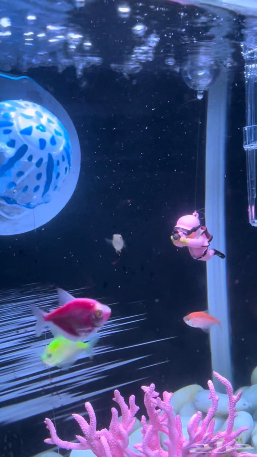 حوض سمك بكامل ملحقاته بدون سمك64572564609153111