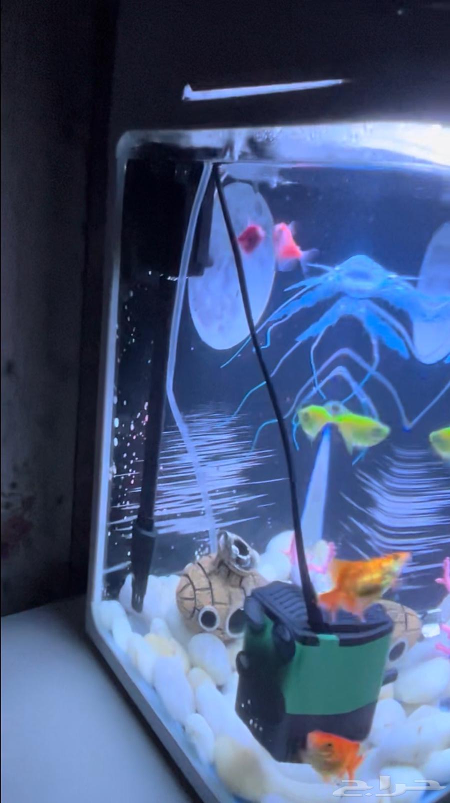 حوض سمك بكامل ملحقاته بدون سمك64572564609153113