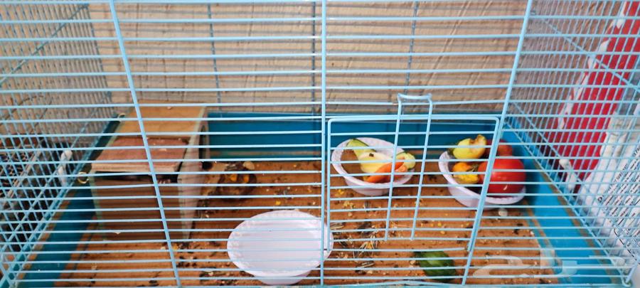 Sugar glider pair for only 80064574159330819111