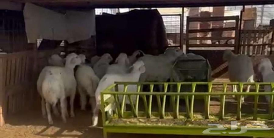 طليان للبيع حريات64573221198978110